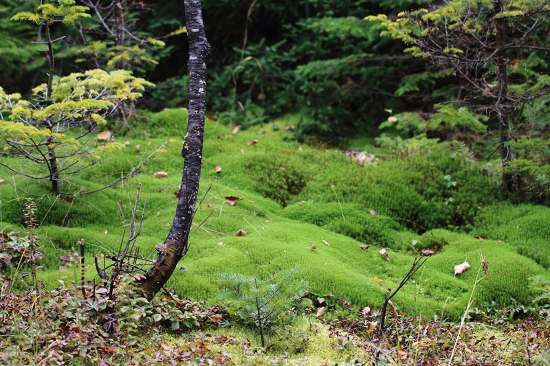 Polytrichum commune